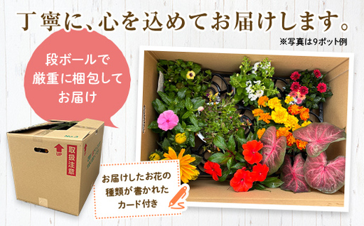 【母の日ギフト用】生産農場直送！季節の花苗セット (10～15ポット程度)  花苗 苗 セット 寄せ植え 花壇 ガーデニング F6L-1447