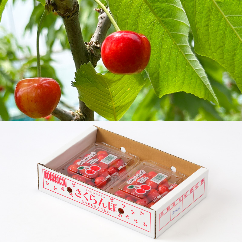 【定期便3回】☆フルーツ王国山形☆『シャインマスカット