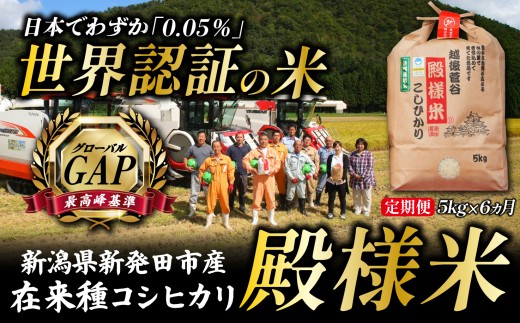 【最高峰品質】残りわずか 定期便 コシヒカリ在来品種 殿様米 5㎏×6ヵ月 計30kg 白米 玄米 選べる 特別 栽培 特別栽培米 精米 殿様米 こしひかり 新潟県産  新潟県産 新発田産 米 越後菅谷 D16_03
