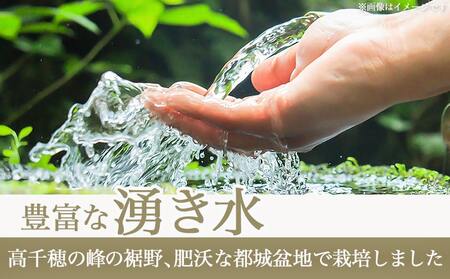 都城産ひのひかりギフトBOX (450g×6個)_17-2202_(都城市)ヒノヒカリ 450g 小分けパック 6個セット 真空パック包装