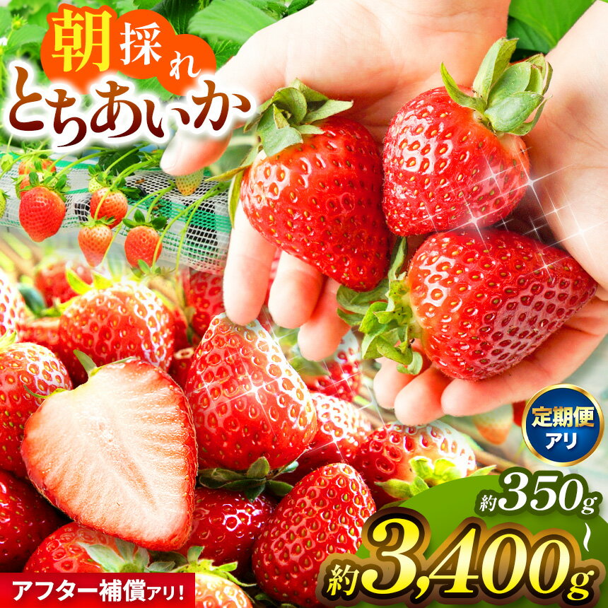 【ふるさと納税】 限定 定期便 いちご イチゴ とちあいか 苺 ストロベリー 朝採れ たっぷり1kg 1.4kg 2kg 贈答用 700g 訳あり 不揃い | 新鮮 完熟 高級 旬 産地直送 果汁 甘い あまい 大容量 高評価 減農薬 有機肥料 日本一 王国 安い お買い得 栃木県 真岡市 送料無料