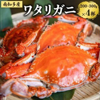 【ふるさと納税】 数量限定 ボイルワタリガニ 4杯 魚太郎 ボイル前:1匹200g〜300g 10月下旬発送 冷凍 カニ 蟹 国産 魚介 海鮮 ワタリガニ 味噌 みそ ふるさと納税ワタリガニ おつまみ ご飯 鍋 グルメ 晩酌 愛知県 南知多町 人気 おすすめ 【北海道・沖縄県・離島配送不可】