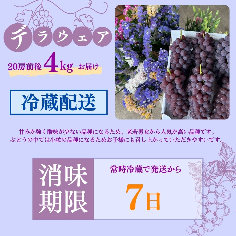 【2025年先行予約】数量限定 デラウェア4kg（20房前後）6月下旬～7月下旬発送｜特選 期間限定 ぶどう 葡萄 フルーツ 果物 くだもの 人気 贈答用 ギフト 先行予約 種なし 旬 新鮮 家庭用 