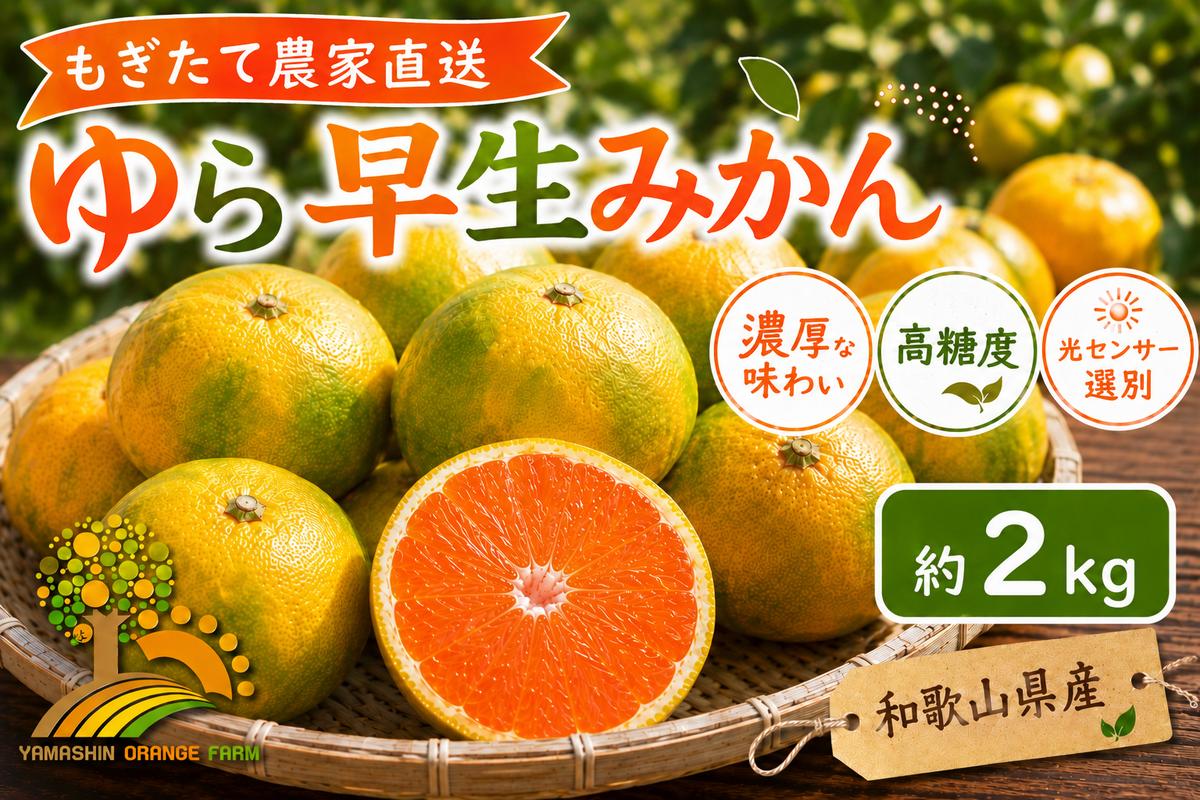 【先行予約】ゆら早生 みかん 濃厚な味わい 約2kg 希少品種《有機質肥料100％》極早生 ｜ 由良 ゆら 早生 わせ 柑橘 果物 くだもの フルーツ 和歌山 有田