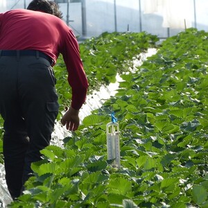 【2026年2月より順次発送】【3ヶ月定期便】甘～い！いちご やよいひめ 1箱(12粒～15粒入り)｜いちご イチゴ 苺 ストロベリー やよいひめ 果物 くだもの フルーツ 定期便 フルーツ定期便 先