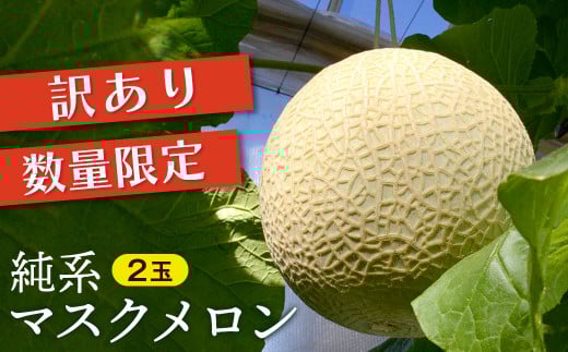 【訳あり】純系マスクメロン２玉【９～１０月発送分】