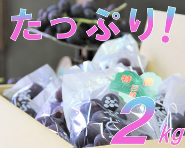 巨峰 約2kg ／ 葡萄 ぶどう ブドウ フルーツ  【simo0001】
