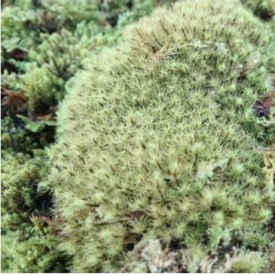 ふるさと納税 北川村 <応援してください>　「いこいの里」の自生苔　34cm×51cmトレー1個分 |  | 02