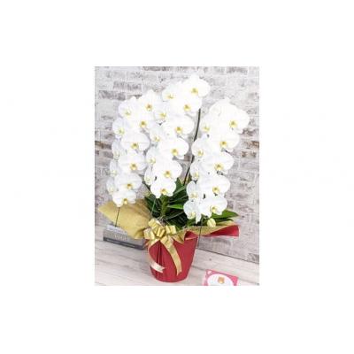 ふるさと納税 山口市 【金賞受賞】スタンダード鳴滝清流胡蝶蘭3本立 B007 |  | 01