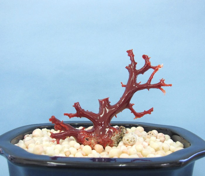 
珊瑚職人館の珊瑚の原木・拝見・置物（g66）
