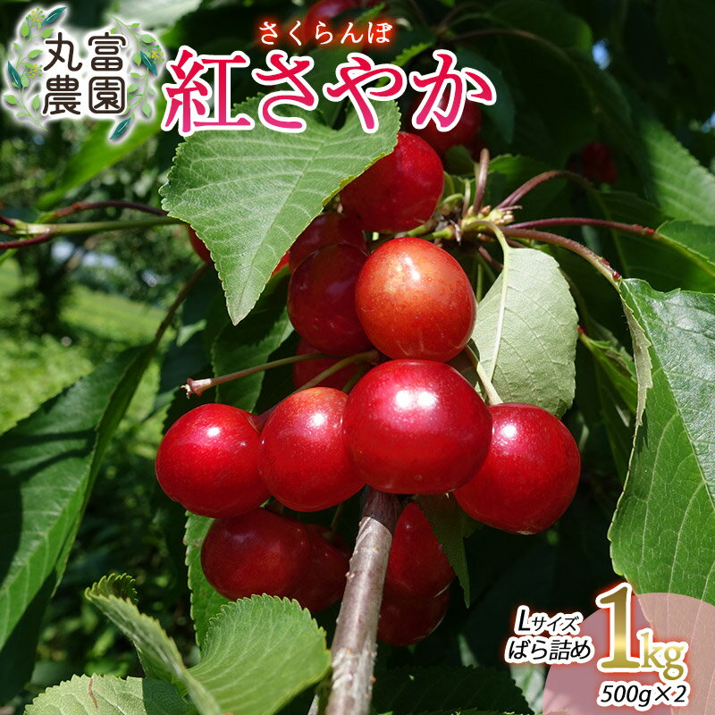 【ふるさと納税】【令和8年産先行予約】さくらんぼ 紅さやか Lサイズ　バラ詰め1kg（500g×2） 山形県鶴岡産　丸富農園