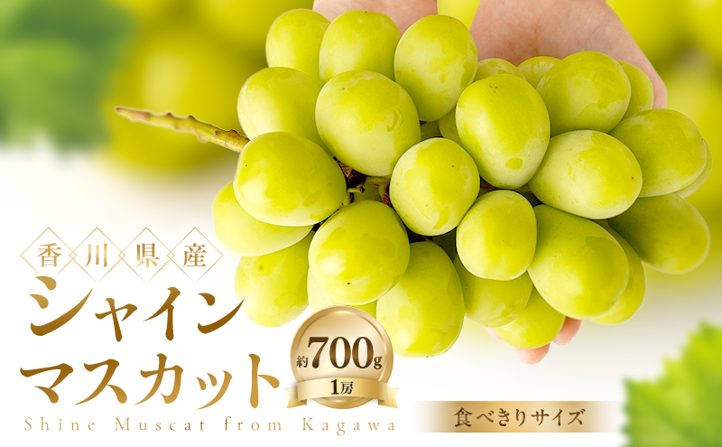 【食べきりサイズ】 シャインマスカット 約700g ぶどう ブドウ 葡萄 香川県産 国産 フルーツ 果物