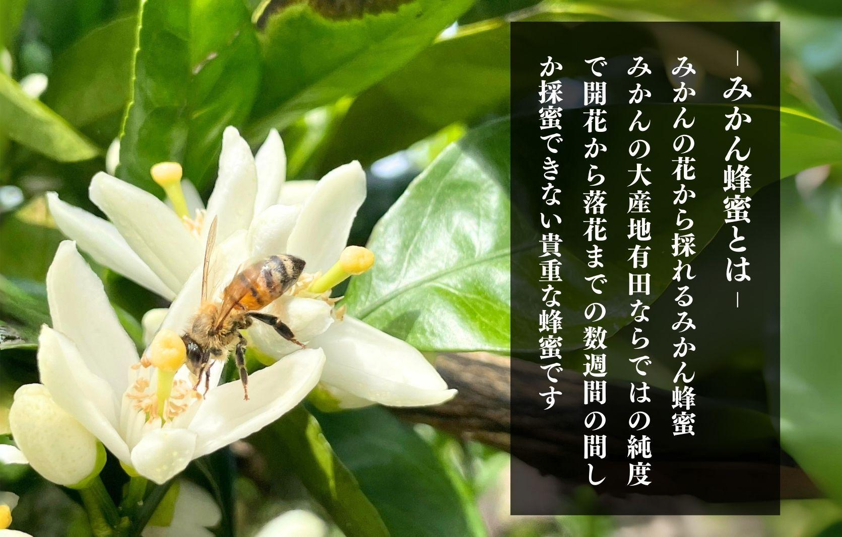 ありだみかん蜂蜜 2本セット（570ｇ×２本） BC03
