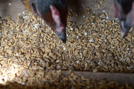 軍鶏シャポン（去勢鶏）の半羽分焼き鳥セット【約35本】 1R08050