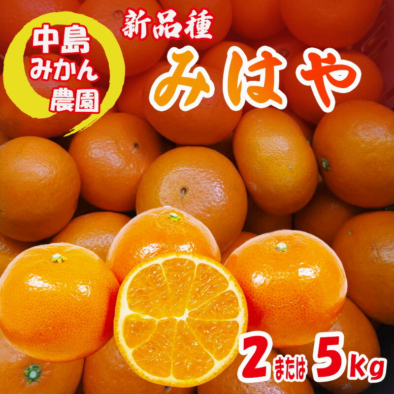 【ふるさと納税】 【2025年12月から発送】 みはや 家庭用 2kg または 5kg 新品種 紅いダイヤ 数量選択可 中島みかん農園｜先行予約 みかん 蜜柑 柑橘 甘い 中島 温州 数量 限定 愛媛 松山