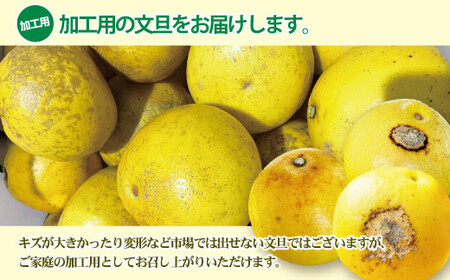 【先行予約】【訳あり】土佐文旦 加工用（M〜5L混合）約10kg〈2027年2月中旬〜発送〉/ 文旦 10キロ 約16〜30玉 ぶんたん ブンタン 柑橘 果物 フルーツ【株式会社とさもん】 [BQAE