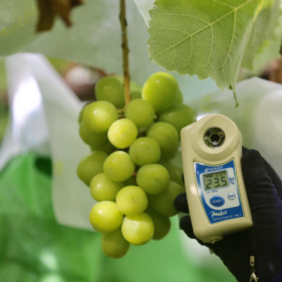 【2026年先行予約】2026年10月上旬発送「牧丘天空シャインマスカット」約1kg(2～3房)【配送不可地域：離島・沖縄県】