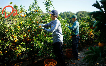  極早生みかん 約5kg  ＜Da・IWASAKI FARM＞ [CCZ001] みかん ミカン みかん みかん ミカン みかん