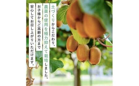 わけあり キウイ 10kg+250g（傷み補償分）扁平果 / 和歌山 家庭用 フルーツ 果物 くだもの ※2026年11月中旬より2027年4月下旬頃順次発送予定 ※北海道・沖縄・離島配送不可 【ik