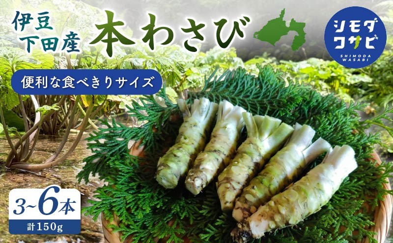 
                  わさび 伊豆下田産 本わさび 食べきりサイズ 3～6本 セット 計150g 使い切り ワサビ 生わさび 国産 産地直送 刺身 料理 ステーキ 薬味 わさび丼 和食 調味料 香味野菜 根菜 山葵 世界農業遺産 伝統農法 畳石式わさび田 シモダワサビ 伊豆 下田 静岡県
                