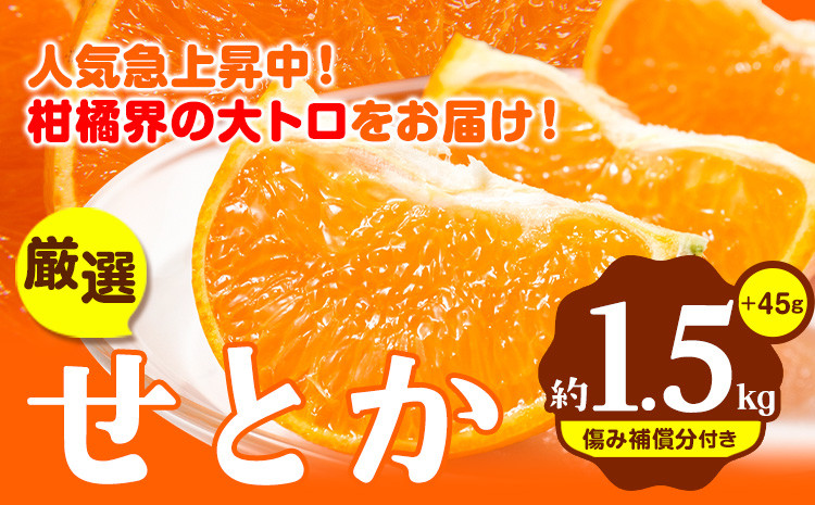 
厳選 せとか みかん 春みかん 1.5kg ＋45g(傷み補償分) 【光センサー選果】 池田鹿蔵農園 @日高町 《2月上旬-4月中旬頃出荷》和歌山県 日高町 セトカ せとか ミカン 厳選みかん 柑橘 柑橘類 送料無料【配送不可地域あり】
