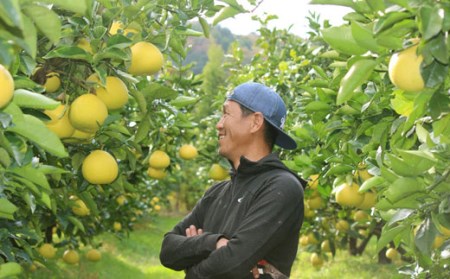 成田果樹園の土佐文旦3kg贈答用