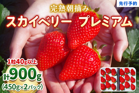 完熟朝摘みスカイベリー プレミアム 900g《1月中旬より順次出荷》 澳原いちご農園 | いちご 苺 フルーツ 果物 産地直送