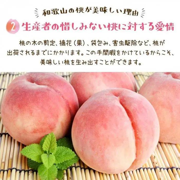 フルーツ王国 和歌山 の 桃 約4kg（fr-07）_ 先行予約 2026年6月中旬から7月下旬発送［MS108］桃