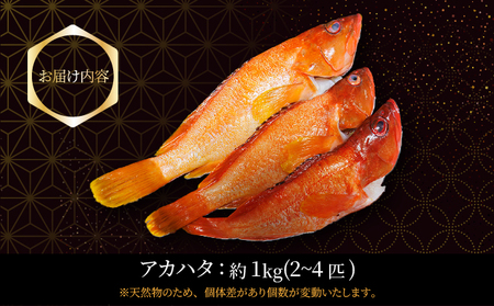 KU014 ＜2025年7月より順次発送＞宮崎県串間産アカハタ(計約1kg・2～4匹)延縄漁による朝どれ高級魚を漁師直送！