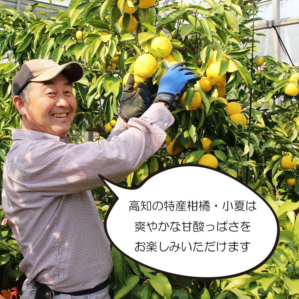【先行予約】甘熟とさ小夏 特選品贈答用（S~Lサイズ）約3kg〈2027年4月上旬-2027年5月中旬頃発送〉高知県土佐市 【株式会社SHIRAKI】 [BQAI029]