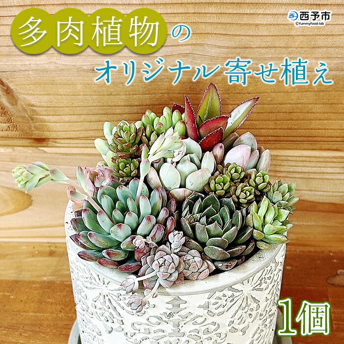 【ふるさと納税】＜多肉植物のオリジナル寄せ植え (約10種類)＞※1ヵ月以内に順次出荷します。鉢植え インテリア ガーデニング おしゃれ グリーン 観葉植物 one.JACK 送料無料 無くなり次第終了 愛媛県 西予市 【常温】