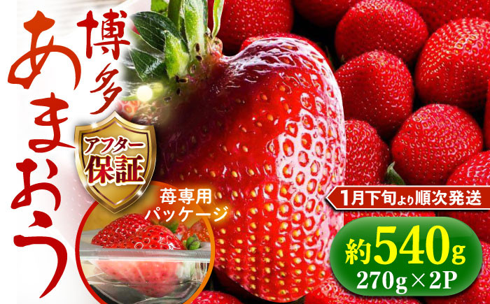 
            【2月1日から順次発送】農家直送 朝採り新鮮いちご【博多あまおう】約270g×2《築上町》【株式会社H&Futures】 [ABDG003] 8000円
          