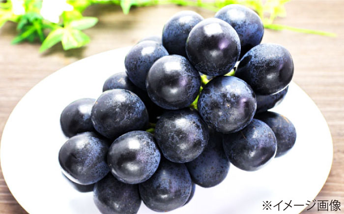 【先行予約】【8月中旬から順次発送】 ニューピオーネ 4から5房 約2kg 愛媛県大洲市/有限会社西山青果　フルーツ 果物 ぶどう ピオーネ [AGAR024]