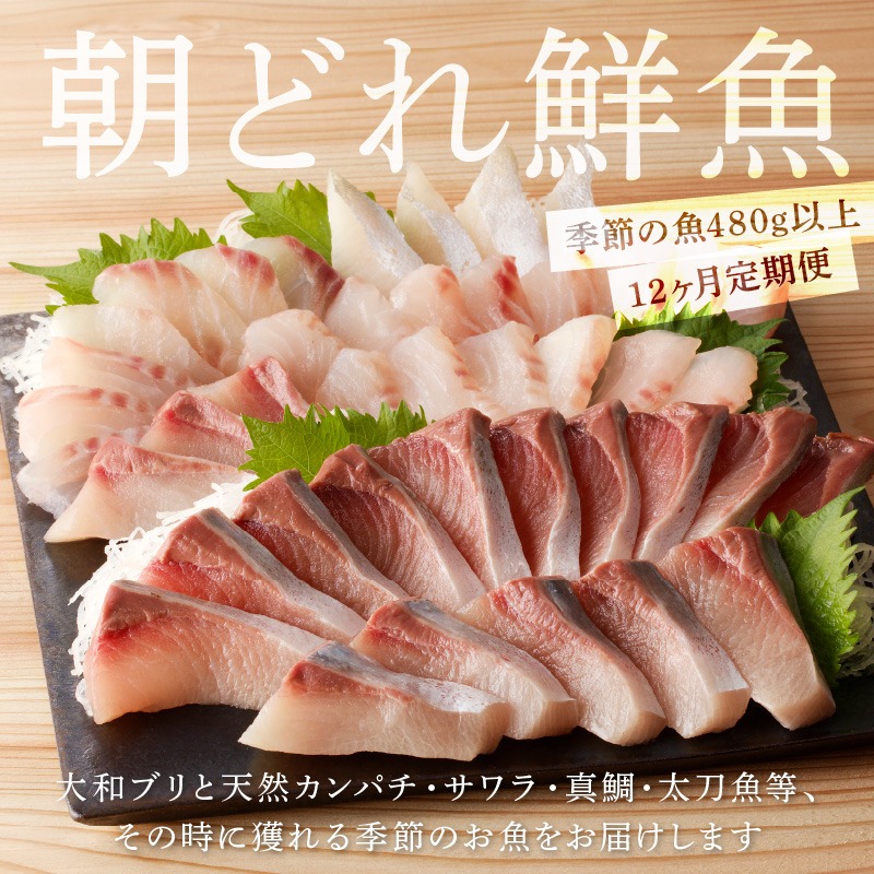 【12ヶ月定期便】大和のこだわり漁師のお刺身6人前　N072-YG0187_2