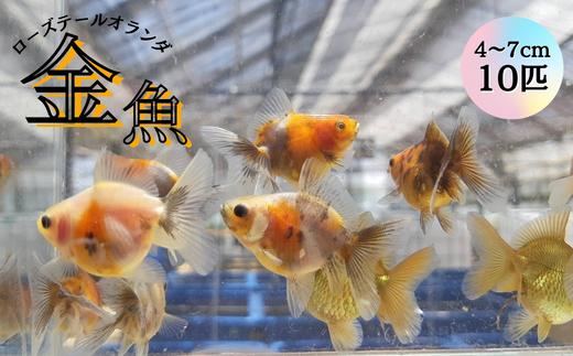 
【金魚】オランダローズテール（4cm～7cm）10匹
