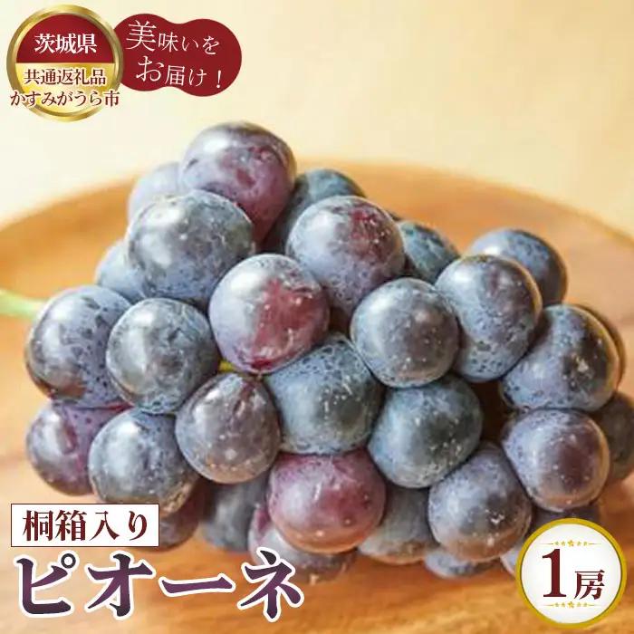【先行予約】ピオーネ　桐箱入り1房【茨城県共通返礼品 かすみがうら市】 No.594