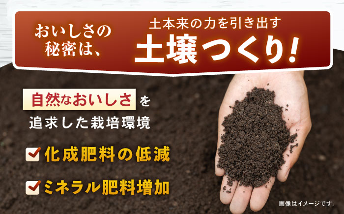 じゃがいも アイユタカ 10kg (S～2Lサイズ/約50～60個) / じゃがいも ジャガイモ ポテト 九州 あいゆたか アイユタカ 野菜 やさい / 諫早市 / スマイルファーム　 [AHFG00