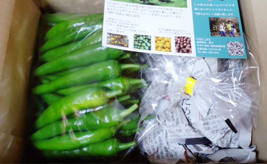 三原村産　ゆず農家が作る　大きな青唐辛子”大紅”　1000ｇ　長さ８～15cm