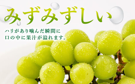 【8月18日～発送開始】シャインマスカット 約2kg ( 3-4房 ) /菓子工房ピュアハート [UDF002] シャインマスカット シャインマスカット