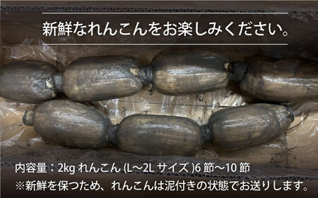 【先行予約】年末発送 泥付きれんこん 2kg  / れんこん レンコン 蓮根 れんこん レンコン れんこん れんこん れんこん [IAW004]