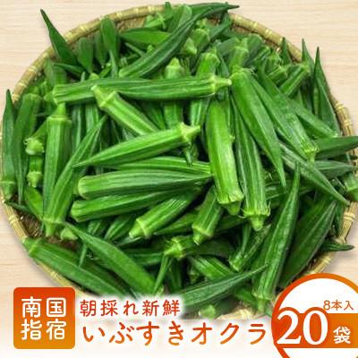 ふるさと納税 指宿市 【2025年6月上旬〜発送】夏の元気の源! 朝採れ新鮮いぶすきオクラ8本入り20袋(A-323)