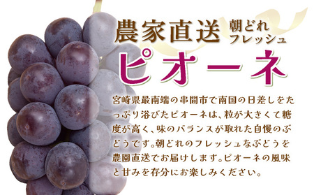 TNBP2 ＜先行予約・訳あり＞ 串間産ピオーネ　計1.0kg以上（2房）種なし【谷口農園】
