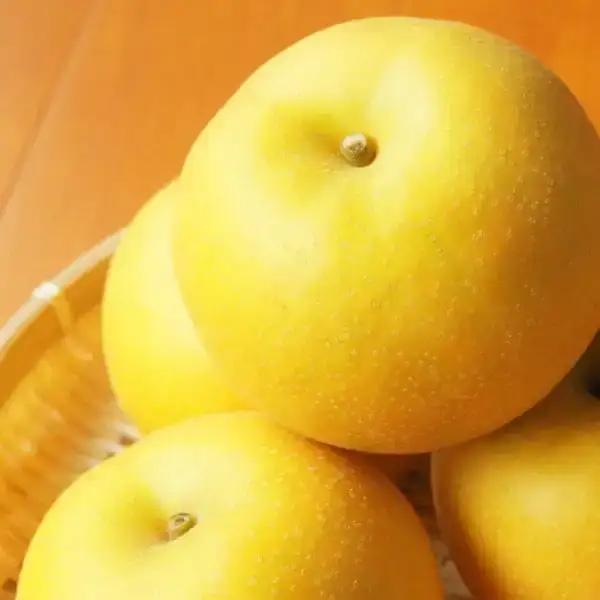 先行予約 和梨 新興 約5kg 新潟県 小林農園