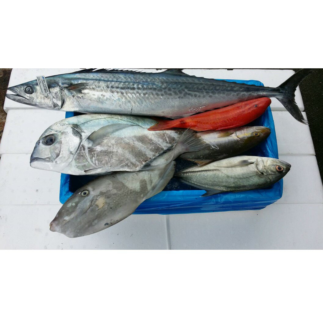 【ふるさと納税】 漁師に おまかせ 鮮魚 セット A 約 3kg 海鮮 新鮮 魚 お魚 魚介類 魚貝 詰め合わせ 冷蔵 高知 高知県 黒潮町