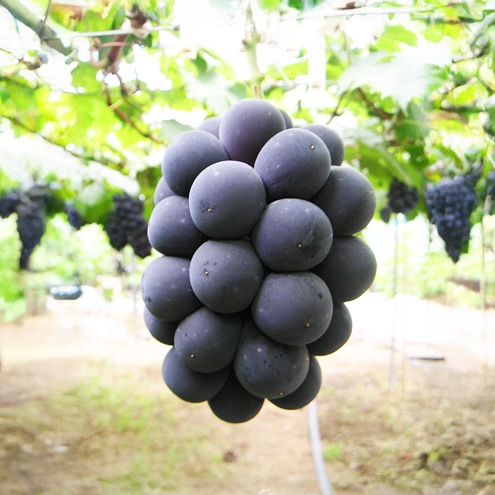 【ふるさと納税】果物詰合せ 岡山白桃 2玉（1玉 220g～260g以上）《等級：ロイヤル》・ニュー ピオーネ 1房（380g～580g以上） ＜選べる容量＞ 計約820g / 計約1.1kg 白桃 もも ぶどう 岡山県産 ギフト 【2026年7月上旬～8月上旬迄順次発送予定】