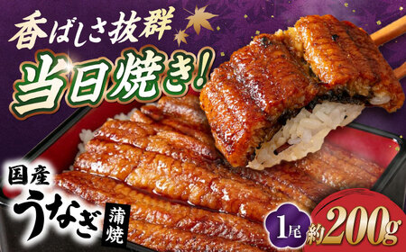 国産活うなぎ1尾（蒲焼）[AQDF006] 鰻 鰻 鰻 鰻 鰻 鰻 鰻