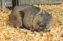 【ふるさと納税】五月山動物園　ウォンバットグッズAセット