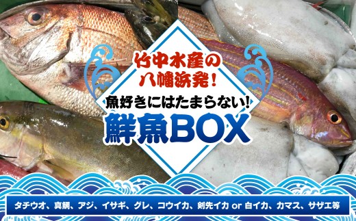 竹中水産の八幡浜発!「魚好きにはたまらない!鮮魚BOX」＜F22-135＞_鮮魚 天然 魚介 魚介類 海鮮 冷蔵 活き 詰合せ セット 食べ比べ 愛媛 八幡浜 産直 産地直送 国産 【1043165】