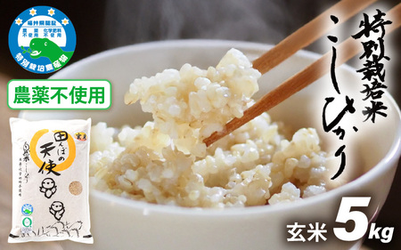 【令和7年産】農薬不使用 特別栽培米コシヒカリ5kg【玄米】福井県認証区分1取得「田んぼの天使」越前町【 農薬化学肥料不使用 】 [e10-b007]