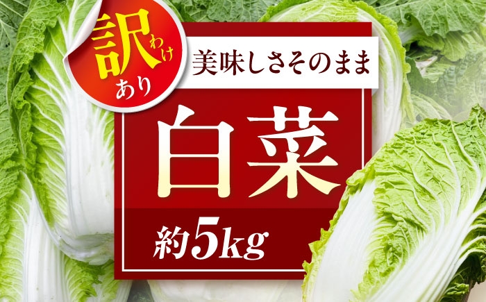 
            白菜 【先行予約】【12月上旬から順次配送】　や！サライ　訳あり白菜 約5kg（3玉から4玉） ふるさと納税 5kg 3玉 4玉 訳アリ ご家庭用 野菜 旬 冬野菜 鍋物 鍋料理 漬物 炒め物 甘い 産地直送 期間限定 やさらい 農家直送 新鮮 採れたて 12月発送 予約 送料無料 おすすめ 人気 ランキング 愛媛県産 大洲市産 国産 愛媛県大洲市/農事組合法人やさらい [AGEK001]
          